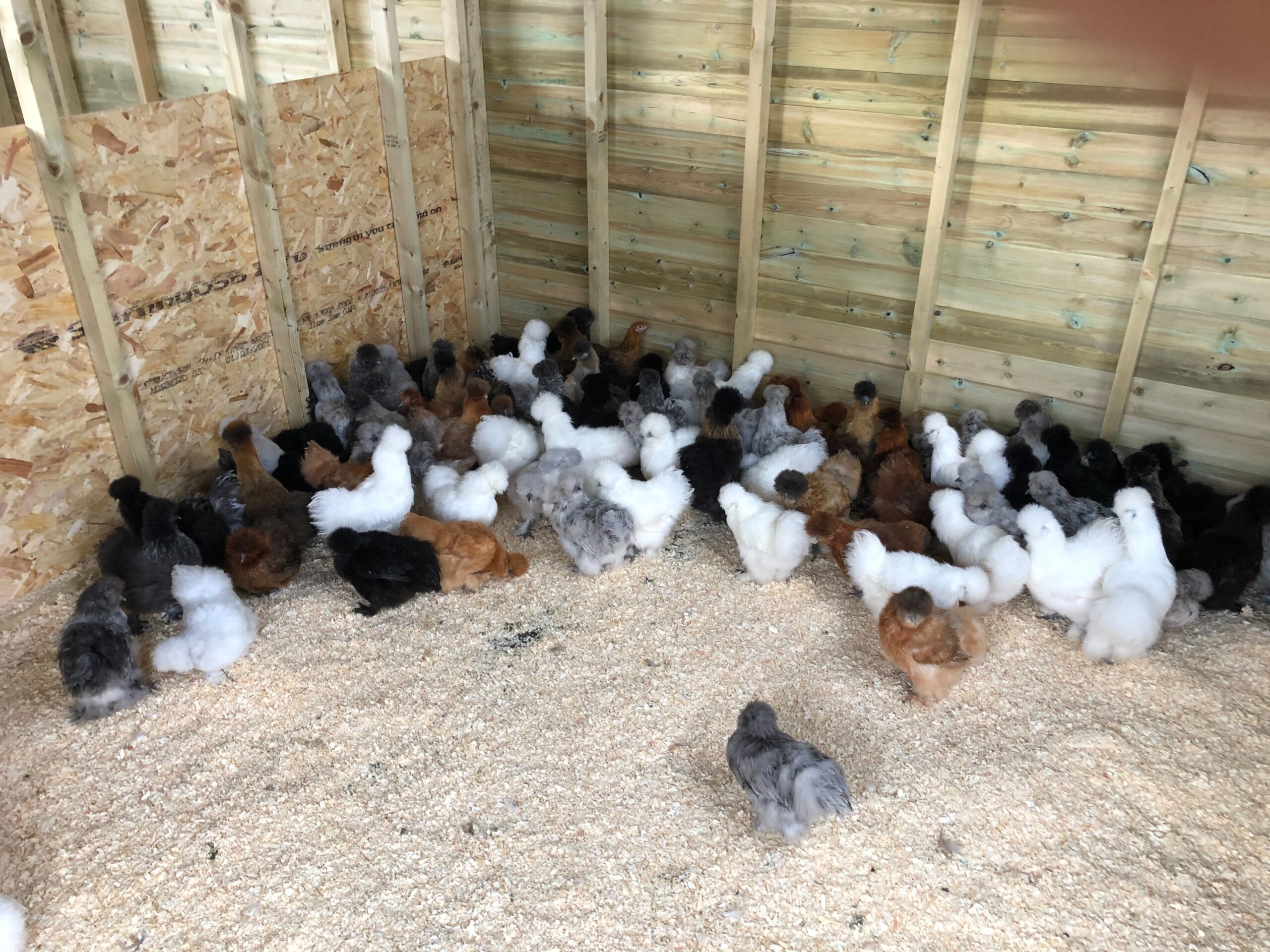 Silkie Chickens of different colours